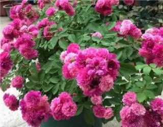 别养绿萝了，过年来盆香香花，满屋飘香精神好！