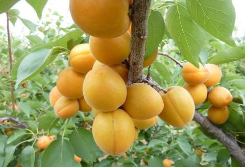 自制润肤水,使用植物油、纯露、蜡和精油