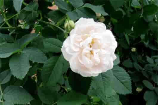 纯露特殊使用方法：婴儿与孩童