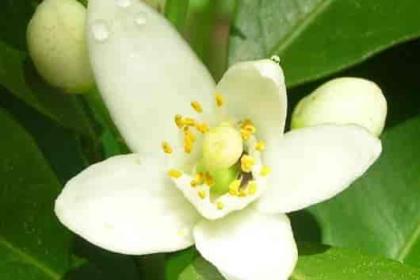 橙花纯露功效与使用 Neroli / Orange blossom