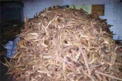 檀香纯露功效与使用 Sandalwood