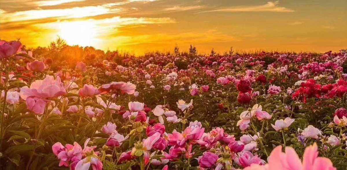 大马士革玫瑰纯露功效与使用 Rose