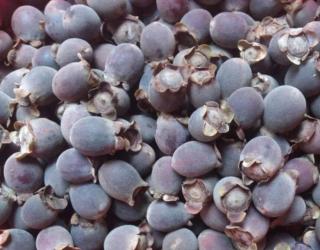 金秋9月，6种野果成熟了，你都吃过几种