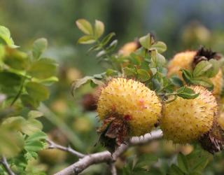金秋9月，6种野果成熟了，你都吃过几种