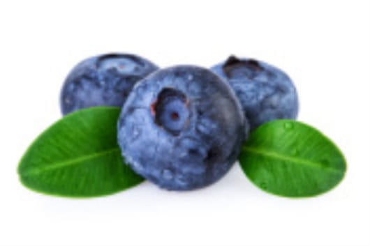 蓝莓树苗多少钱一棵(种苗多少钱一棵)