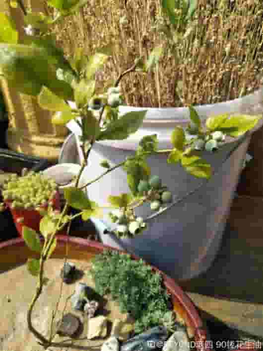 蓝莓种子怎么种