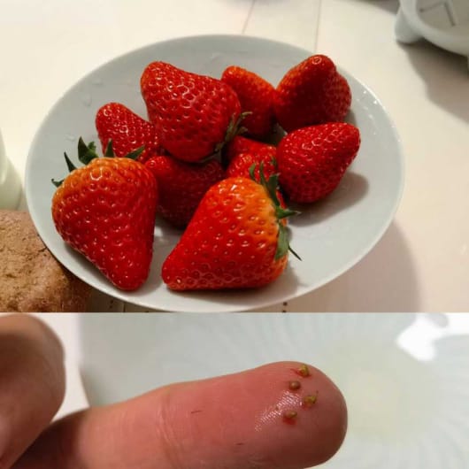 蔓越莓籽,蓝莓籽,草莓籽三莓护理油