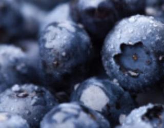 蓝莓树苗多少钱一棵（种苗多少钱一棵）