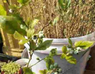 蓝莓种子怎么种