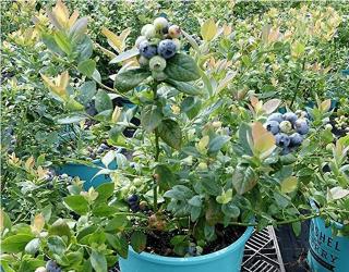 盆栽蓝莓怎么浇水