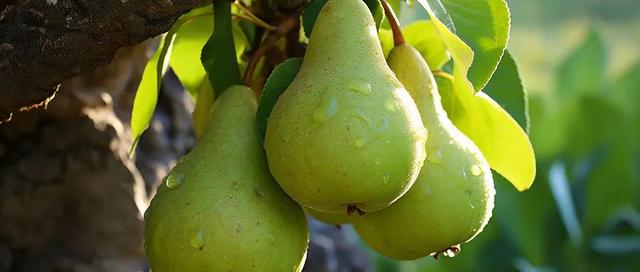 秋天最应季的3种水果,吃对了养脾胃还养肺,错过又要等1年