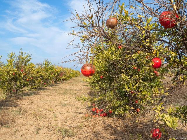秋天最应季的3种水果,吃对了养脾胃还养肺,错过又要等1年
