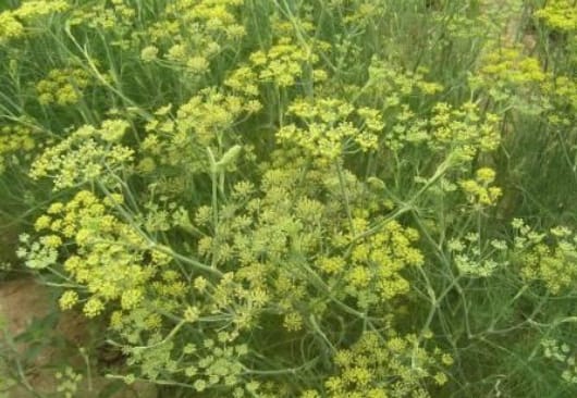 茴香籽纯露功效与使用 Fennel seed