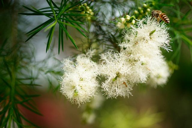 纯露全攻略:12种纯露用法让你由内而外都水嫩透亮