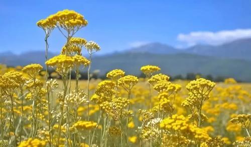 纯露全攻略:12种纯露用法让你由内而外都水嫩透亮