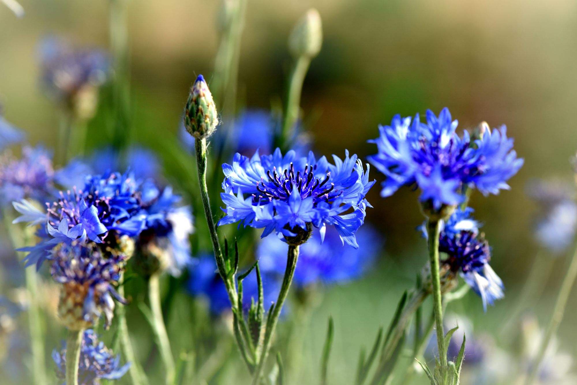 纯露全攻略:12种纯露用法让你由内而外都水嫩透亮