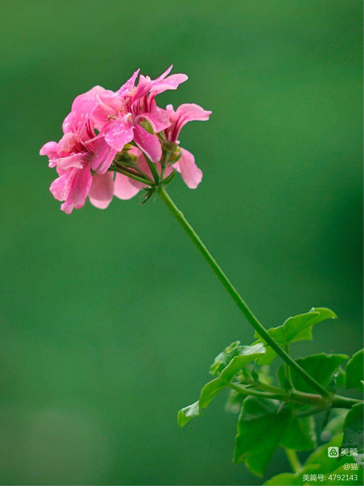 纯露全攻略:12种纯露用法让你由内而外都水嫩透亮