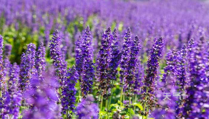 纯露全攻略:12种纯露用法让你由内而外都水嫩透亮