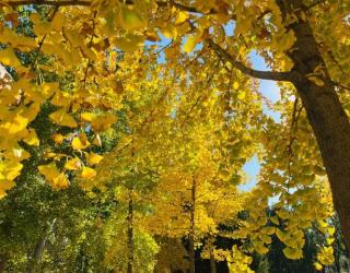 “秋进补，冬打虎”，秋天常喝4道汤，滋补强身健体，增强免疫力