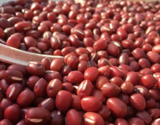 立秋后少吃它！蛋白质含量特高，烹饪冷藏，吃着特省事