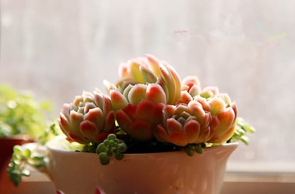 多肉植物怎么养?多肉植物常见问题解答