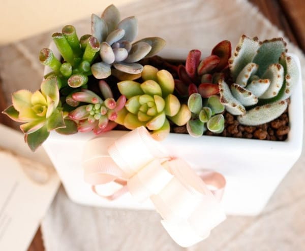 多肉植物怎么养?多肉植物常见问题解答