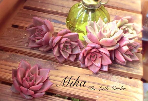 多肉植物怎么养?多肉植物常见问题解答