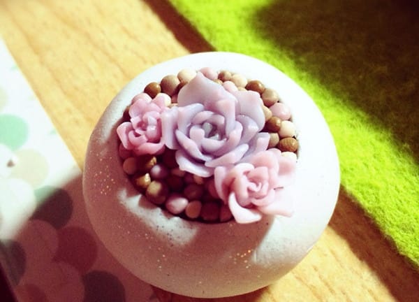 多肉植物怎么养?多肉植物常见问题解答