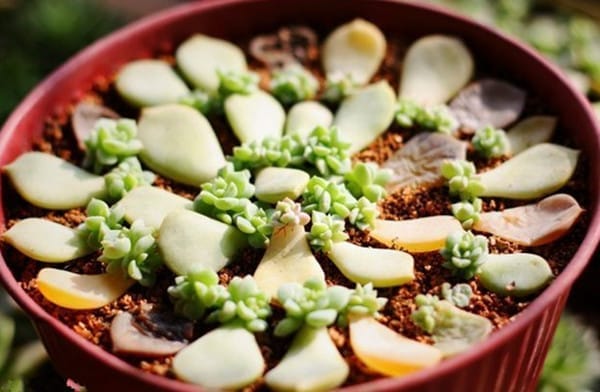 多肉植物叶插常见的几个问题及解决方法