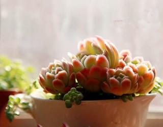 多肉植物怎么养？多肉植物常见问题解答