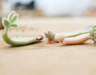 多肉植物叶插常见的几个问题及解决方法