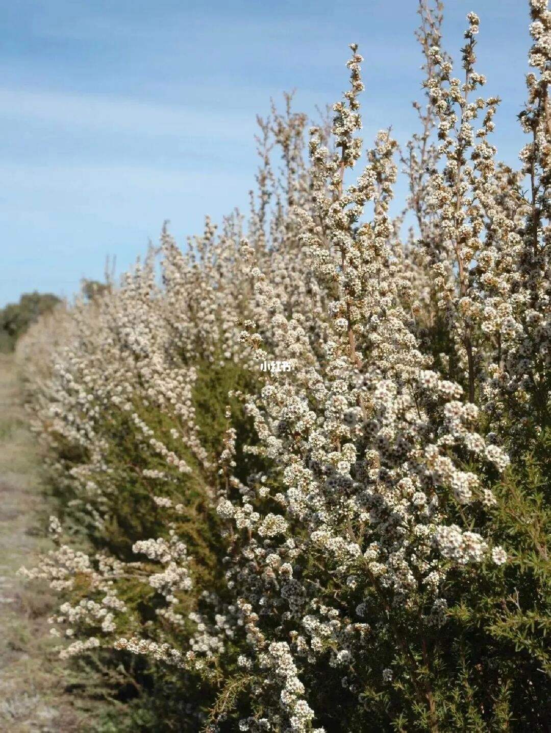 女性生理期?如何使用精油缓解腹部痉挛及疼痛