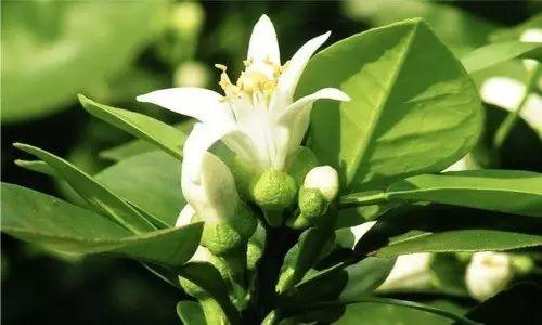 女性生理期?如何使用精油缓解腹部痉挛及疼痛