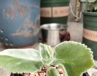 月宴常见问题及解决办法