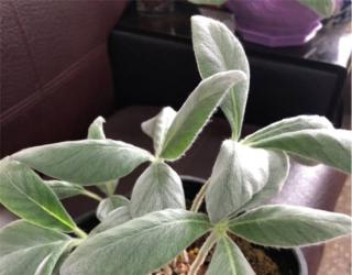 月宴常见问题及解决办法