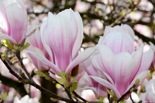 玉兰油的原产地是哪里?是玉兰花提取的吗?