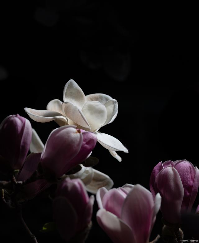 玉兰油的原产地是哪里?是玉兰花提取的吗?