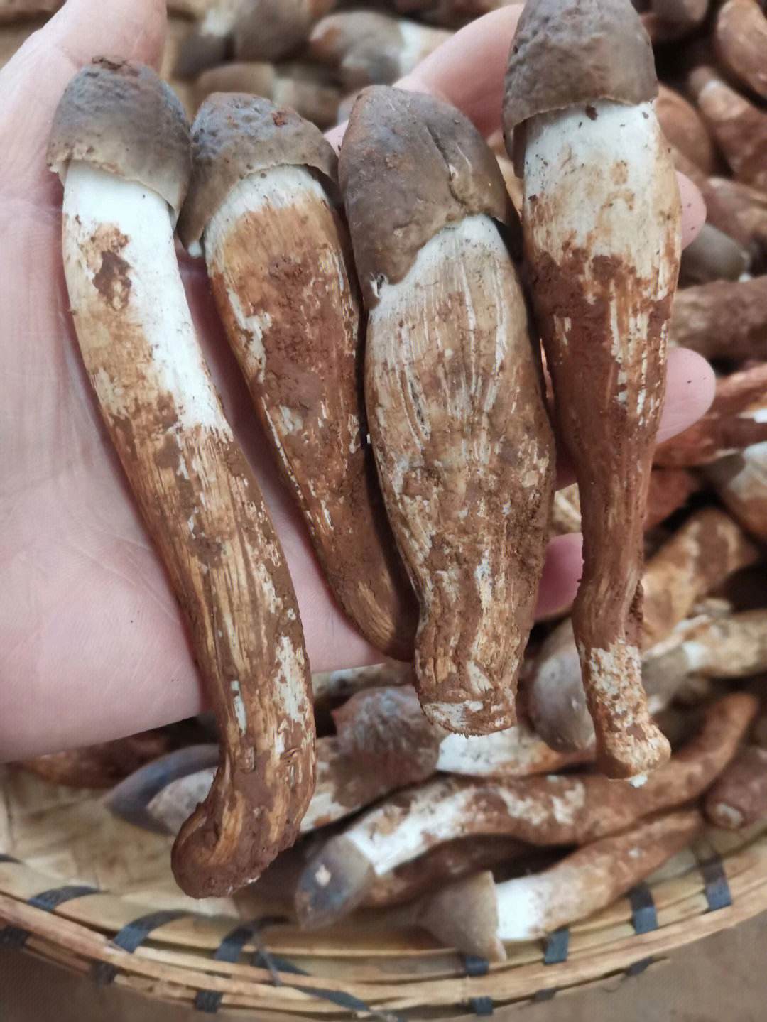 鸡枞菌地耳的功效与作用(地耳的功效与作用,让你拥有健康美丽的头发)