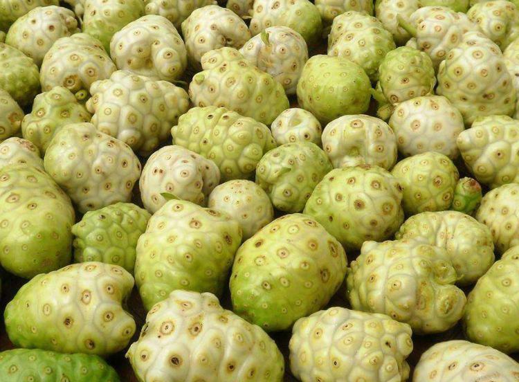 诺丽果:美容养颜神器,抗氧化护肤新宠