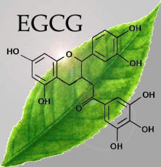 EGCG的功效与作用:解析绿茶中的神奇成分