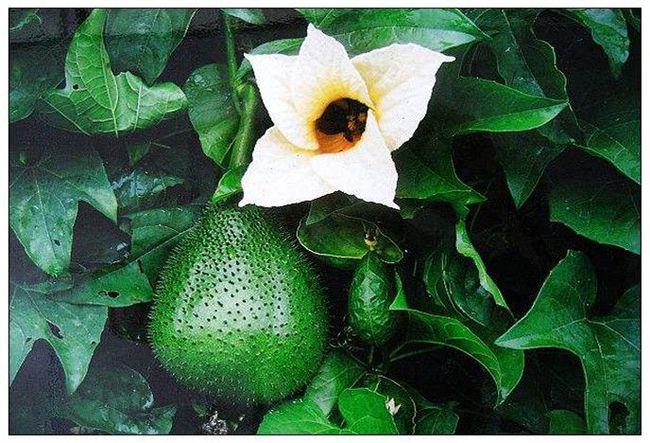 狗屎瓜的功效(狗屎瓜功效大揭秘,美容养颜祛痘,健脾利尿,降血压降血糖)