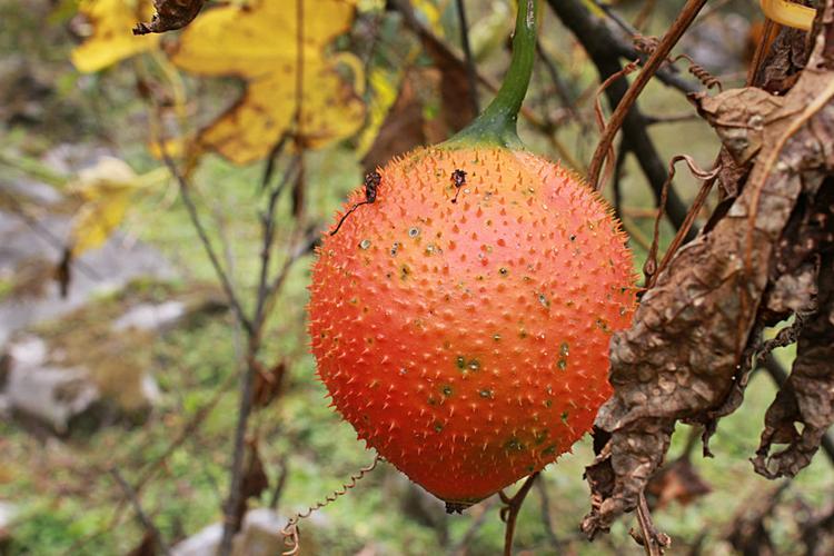 狗屎瓜的功效(狗屎瓜功效大揭秘,美容养颜祛痘,健脾利尿,降血压降血糖)