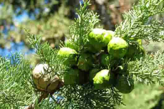 轻微的水肿和肿胀,可以用精油处理