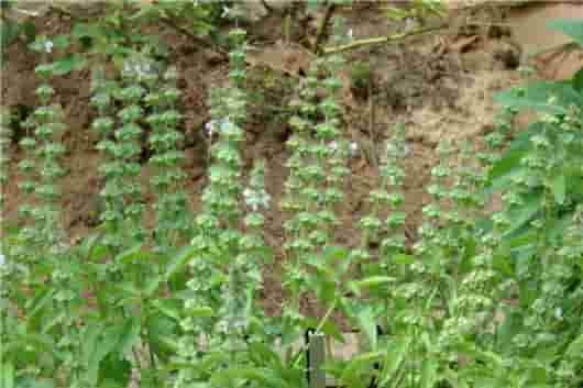 心理倦怠,使用精油来提神和振奋