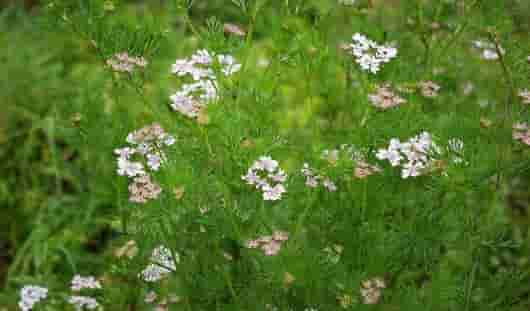 没食欲,使用佛手柑精油沐浴或按摩