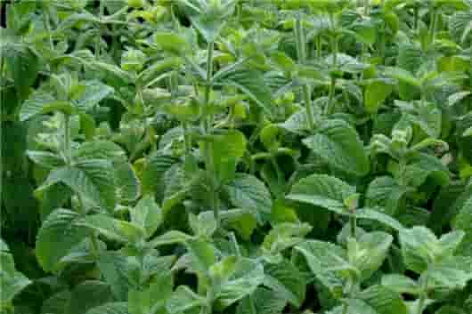 偏头痛,用精油芳香疗法来预防