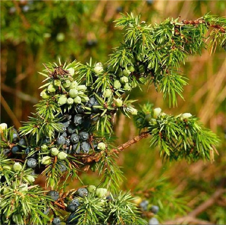 失眠了,精油芳香浴和香薰的疗效都很好