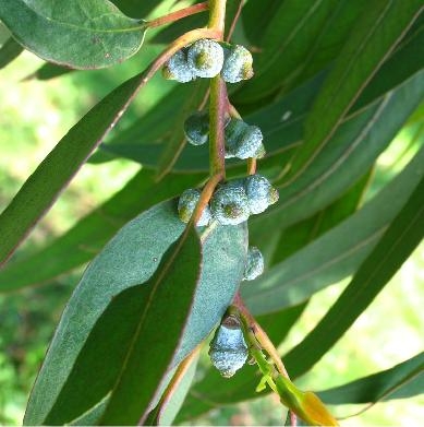 流行性感冒刚出现时,就用精油治疗