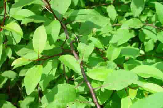 齿龈炎,使用茶树、百里香和没药精油