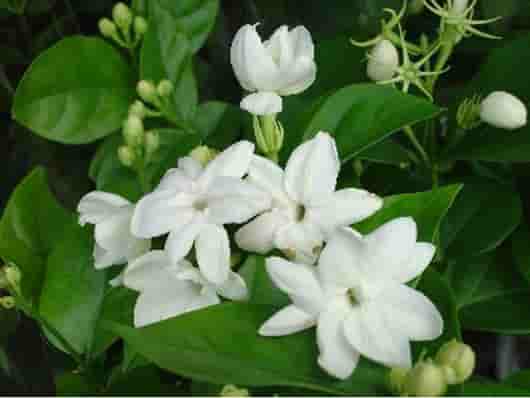 性冷淡症,温柔地用玫瑰精油为她按摩